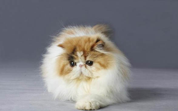 猫咪为什么会感染寄生虫