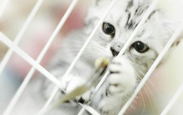 小猫干呕吐不出来是怎么回事