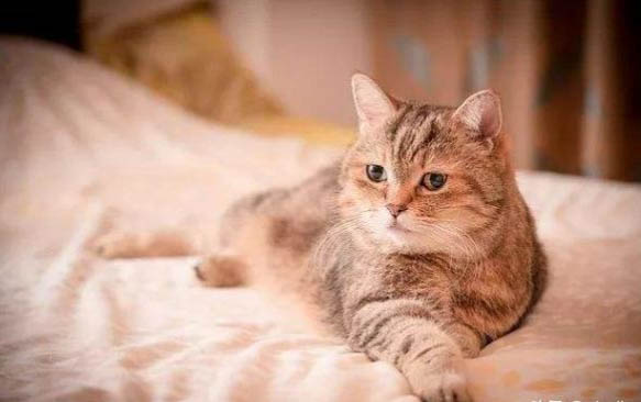 怀孕猫能用耳螨药吗