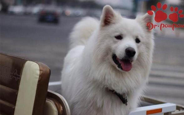 狗狗拉稀可以吃猪肝吗