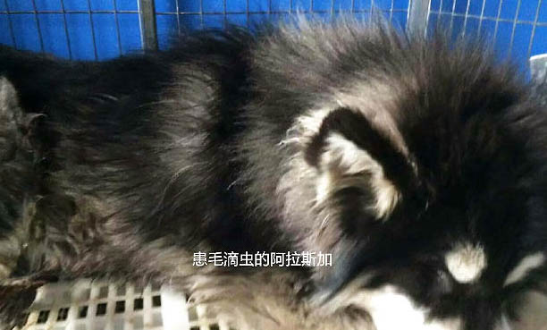 狗狗怀孕多久生