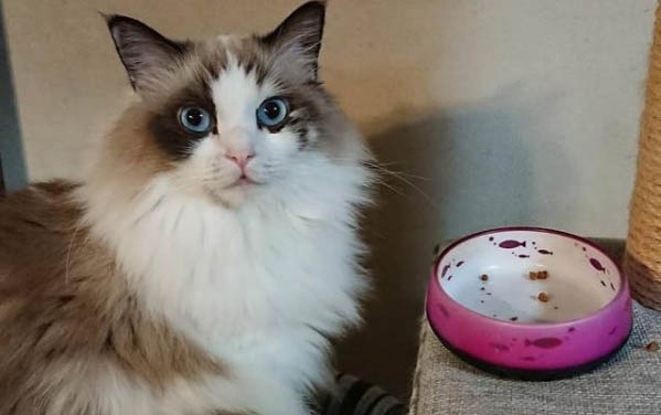 小猫咪洗澡的注意事项