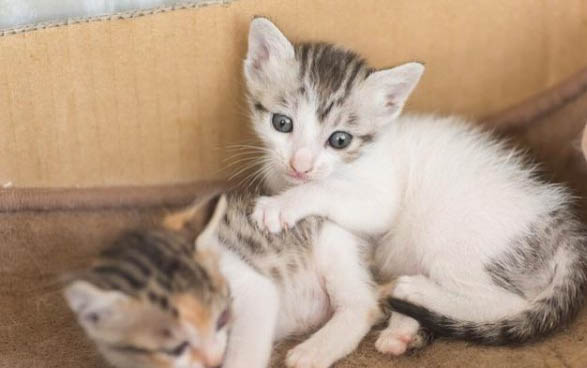 为什么小猫咪害怕水杯啊
