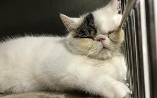 猫为什么会吐黄水