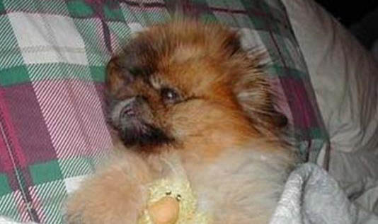 狗狗犬瘟初期症状是什么