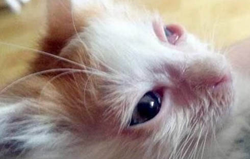 幼猫吃的猫粮成猫可以吃吗
