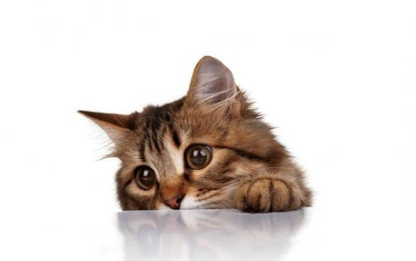 猫咪蹲着走路怎么回事