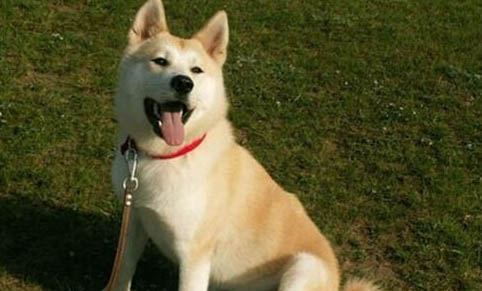 秋田犬为什么要被禁养