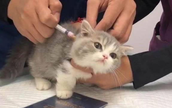 猫咪爪子烂了发出恶臭怎么治
