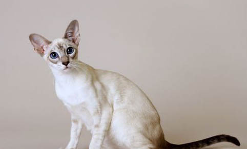 猫咪为什么放假不出门呢