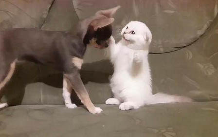 猫咪为什么突然尿被子上呢