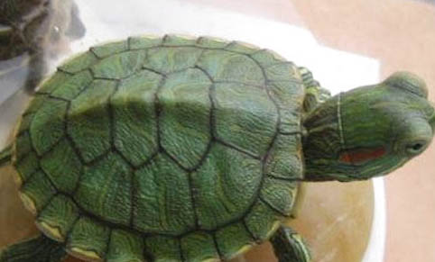 小乌龟冬天的养殖方法