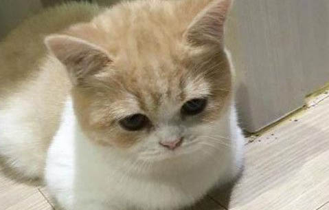 猫咪眼睛流泪有眼屎什么原因有哪些