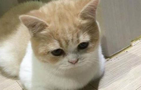 猫感染猫鼻支几天会死