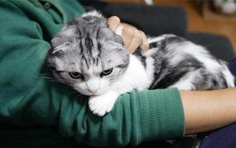猫嘴巴臭怎么处理好