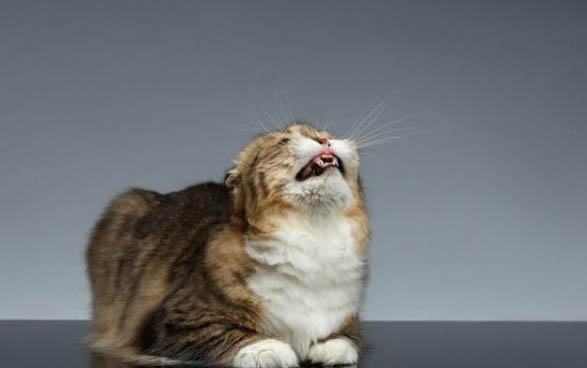 新手养猫前需要准备些什么