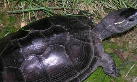 小乌龟的养殖方法