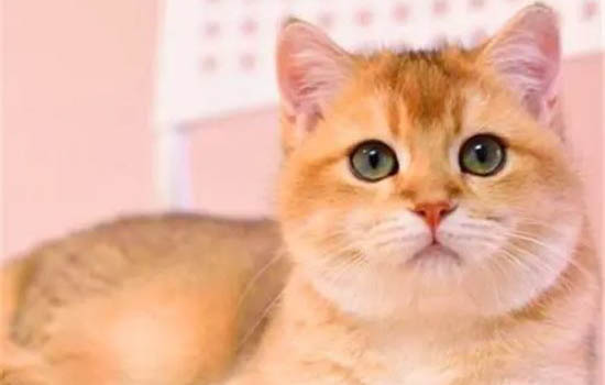 不建议新手养金渐层的原因及处理方法