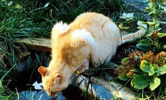 猫耳朵发热正常吗?