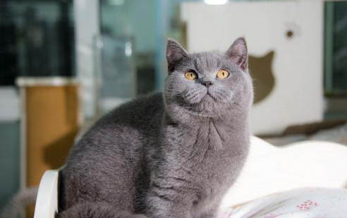 猫咪拉稀可以吃饭吗?