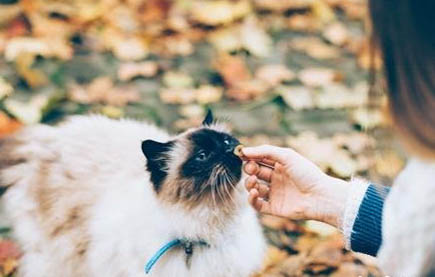 猫咪感冒了可不可以吃人的感冒药
