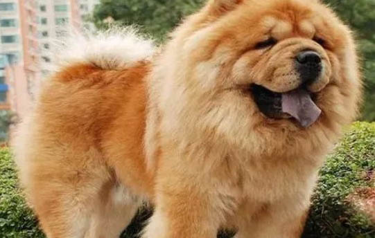 松狮犬和哈士奇哪个好养