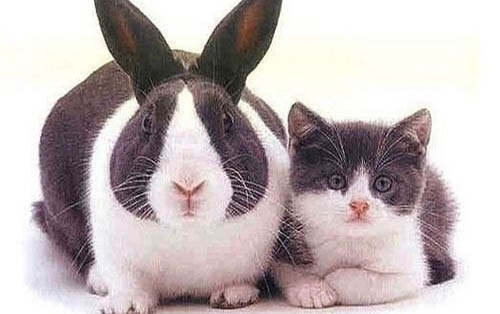 猫要几个月才生小猫