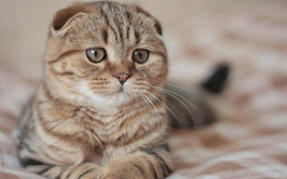 40天小猫可以吃猫条吗
