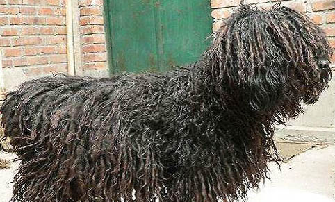 可蒙犬半夜突然叫的原因及处理方法