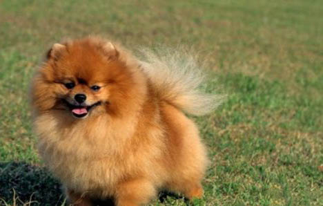 适合家养的小型犬有哪些特征