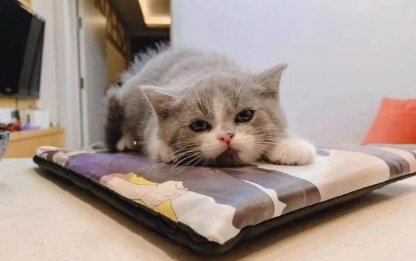 猫咪淋巴细胞高的原因