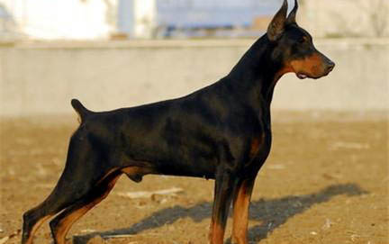 阿根廷杜高犬的优缺点有哪些