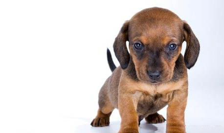 腊肠犬呕吐是什么原因不吃东西