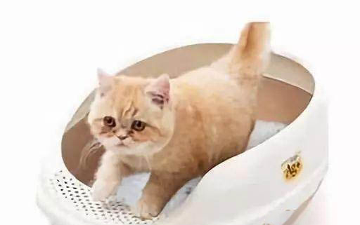 猫咪食欲不振精神萎靡总是趴着
