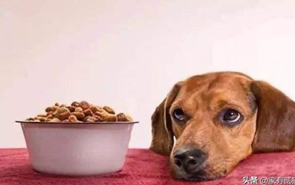 狗吃消炎药有哪些种类