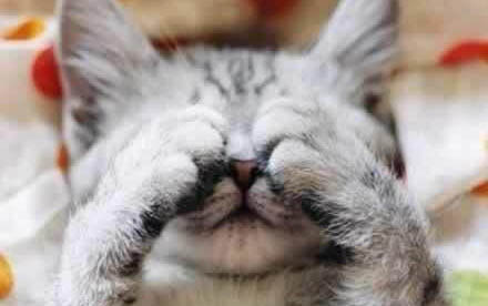 猫几个月大算成年