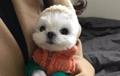 狗狗器官衰竭能活多久
