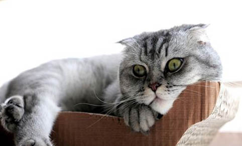猫咪多久喂一次罐头