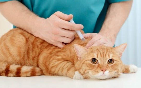 猫咪不吃饭呕吐