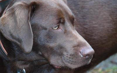 拉布拉多幼犬喂多少