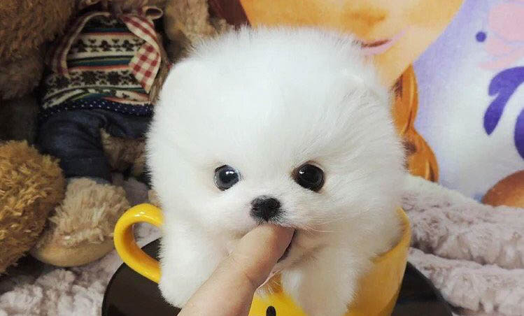 茶杯兔能活多久?
