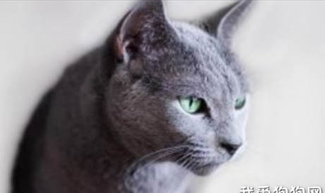 俄罗斯蓝猫吐黄水的原因及处理方法