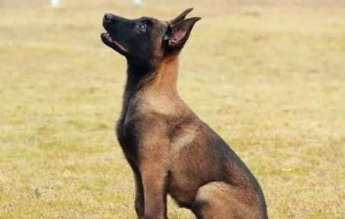 小马犬被打记仇会怎么样