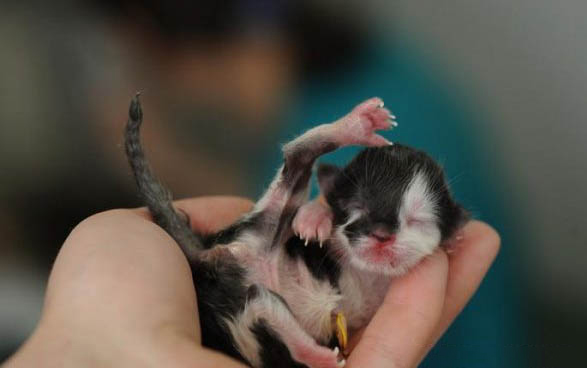 小猫不喜欢喝水怎么办