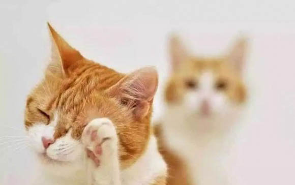 怎么判断猫咪喉咙发炎?