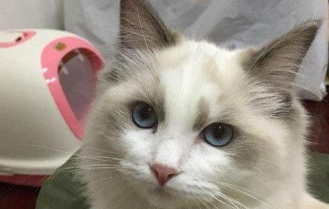 如果猫咪一直吃火腿肠会致死吗？