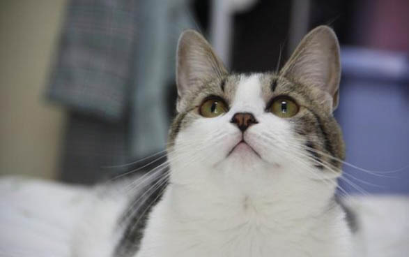 猫咪坠楼怎么处理