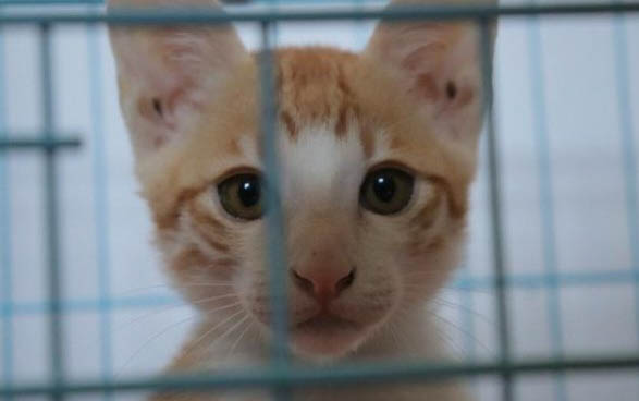 猫咪可以吃西瓜子吗?
