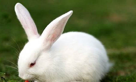 兔子为什么会像疯了一样跑来跑去？