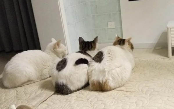 猫薄荷能给猫吃吗